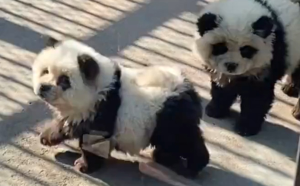 Ce zoo chinois a teint des chiens en noir et blanc pour imiter des pandas