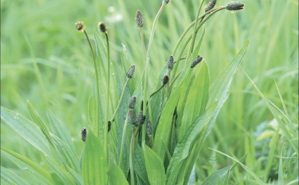 Les vertus du Plantain, cette plante guérit tout