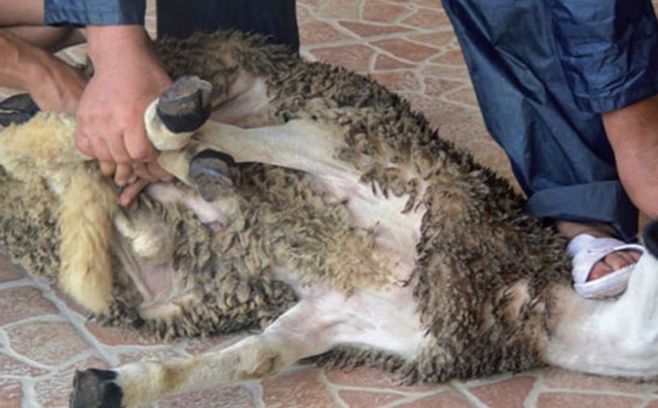 Aïd El Kebir : Attention aux ruades des moutons sur les testicules 