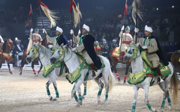 L’élevage équin au Maroc : innovation et défi