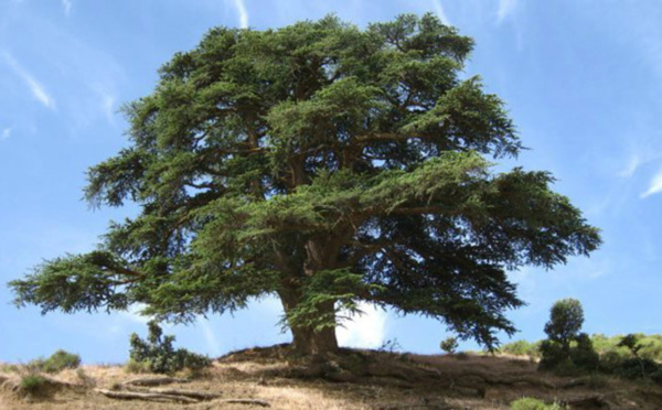 SOS cèdres de l'Atlas : une urgence écologique au cœur du Maroc