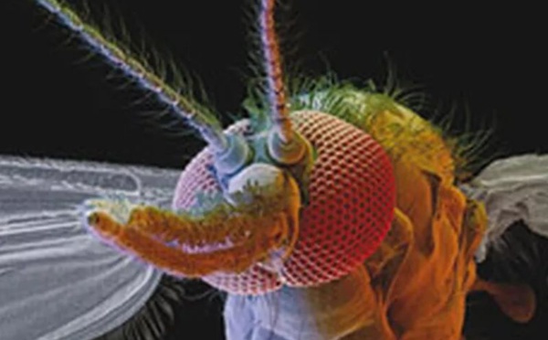 La moustique, ce vampire miniature équipé d'une technologie de pointe