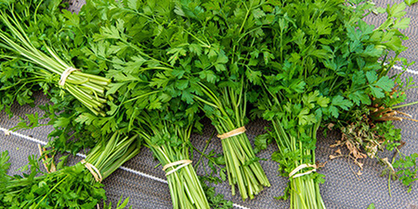Le persil : un trésor de bienfaits pour la santé et un pilier de la cuisine marocaine