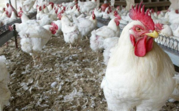 Poulet sous surveillance : le Maroc renforce les contrôles