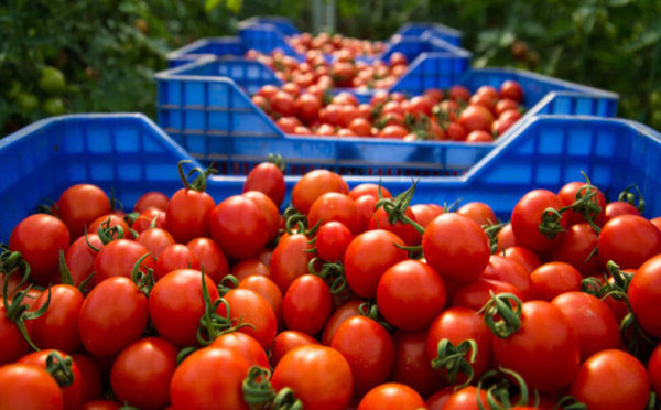 La saga des tomates hors de prix continue