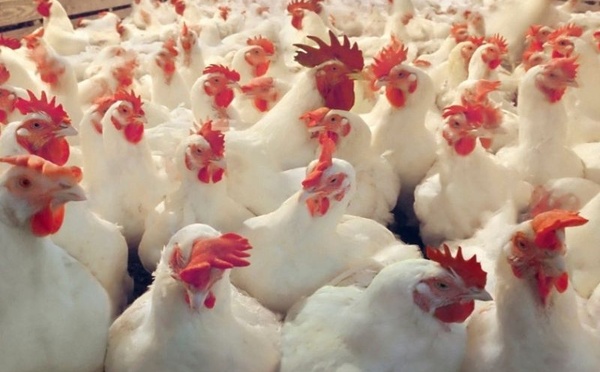 ​Flambée des prix du poulet : le Conseil de la concurrence ouvre une enquête