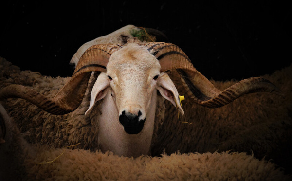 L’Aïd Al Adha face aux défis climatiques et économiques