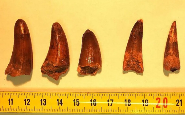 Commerce illicite : des fossiles marocains confisqués à la frontière française