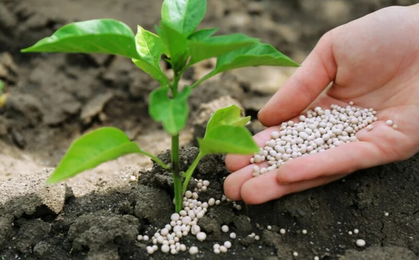 Phosphates marocains : 4,6 M$ exportés vers le Pérou en janvier