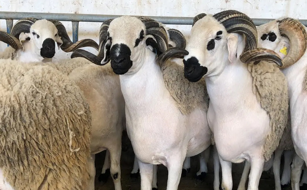 Un plan d’envergure de près de six milliards de dirhams pour revitaliser l’élevage au Maroc