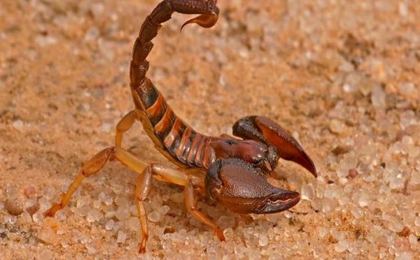 Maroc en alerte : serpents et scorpions sortent du silence !