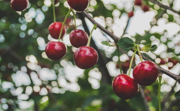 Des cerises et des racines : Sefrou fête son patrimoine à cœur ouvert