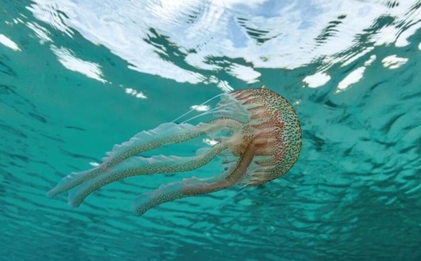 Plages marocaines : faut-il craindre les méduses cet été ?