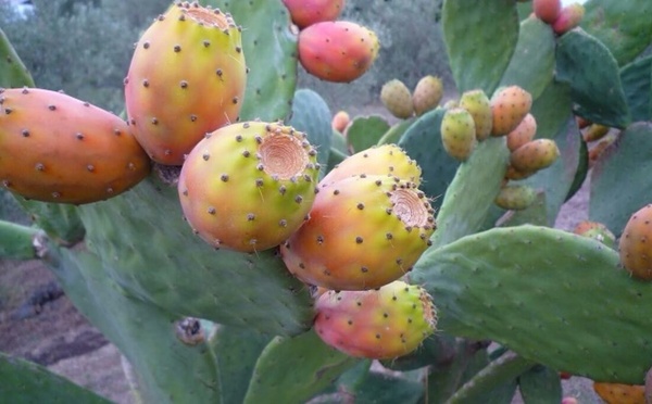 La figue de barbarie en voie de disparition !?