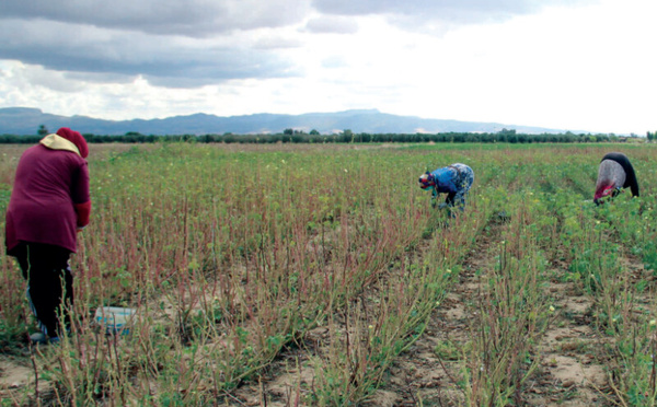 Chômage rural : l’urgence d’éviter un Maroc durablement à deux vitesses