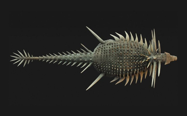 Découverte au Maroc d’un dinosaure couvert de piques