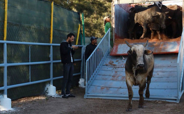 Un pari de 11 milliards pour sauver le cheptel bovin marocain