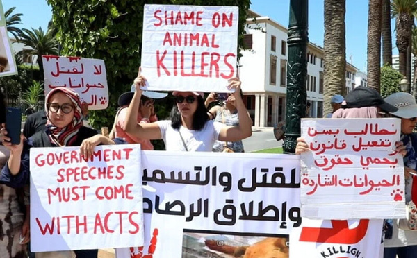 Manifestation à Rabat contre les amendes visant ceux qui nourrissent les animaux errants