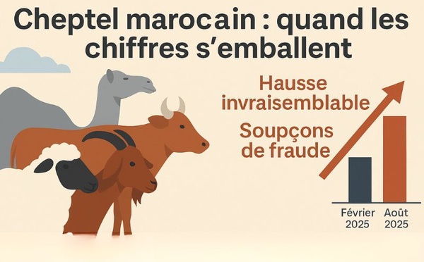 Quand les chiffres s’emballent : l’énigme des troupeaux marocains