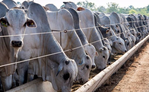 Maroc–Brésil : un pont bovin pour apaiser le marché de la viande rouge