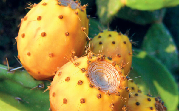 Cochénille et cactus : la résilience en quête de variétés résistantes au Maroc