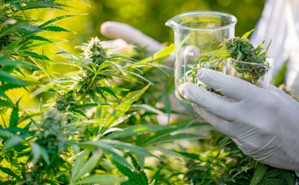 Cannabis médical : le Maroc franchit une étape historique