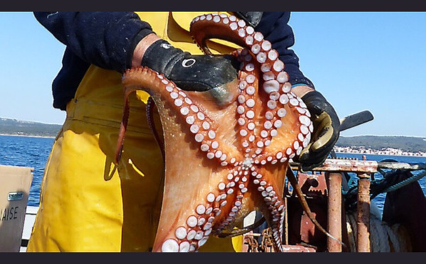 Pêche au poulpe suspendue : une mesure écologique saluée
