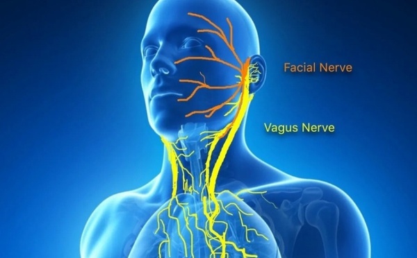 Le nerf vague.. un fil discret au cœur de notre santé