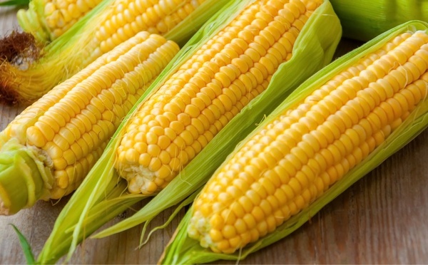 Le maïs contre le CO₂ : qui l’eût cru ?