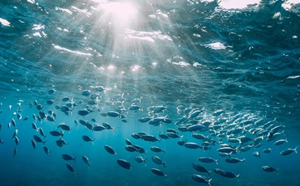 Le Maroc et la protection de ses océans : un pari pour 2030