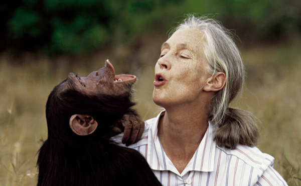 Jane Goodall : la voix des chimpanzés et des âmes sensibles