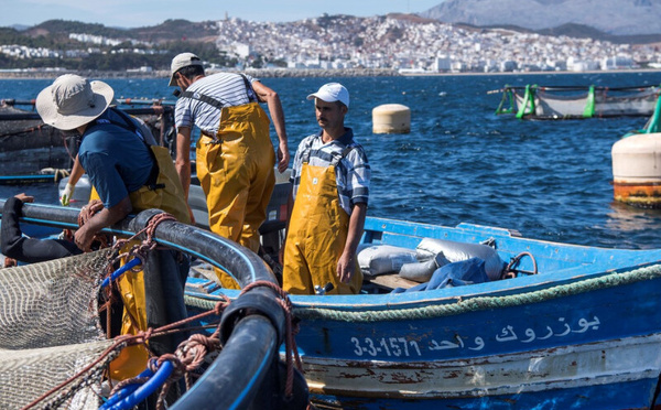 Pêche artisanale au Maroc : 3,8 milliards DH en 2024, un secteur clé de l’économie bleue