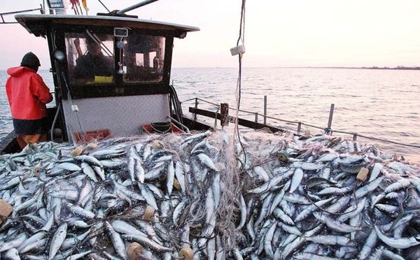Maroc : le «Label Halieutique» débarque pour booster les produits de la mer