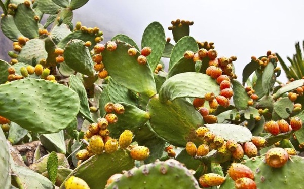 Enfin, la filière marocaine des Figues de Barbarie renaît de ses cendres…