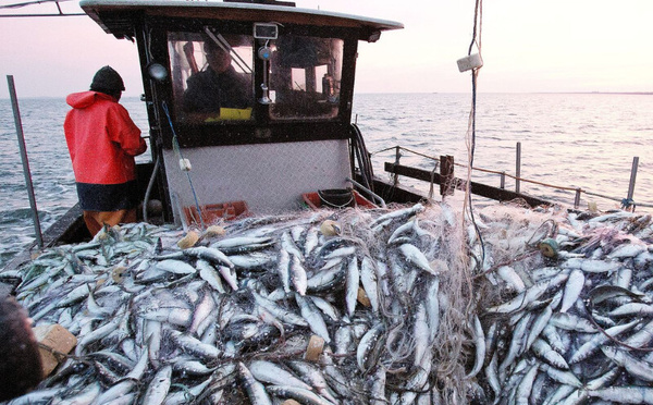 Ports méditerranéens : 13 516 tonnes débarquées à fin octobre, une hausse de 6 %