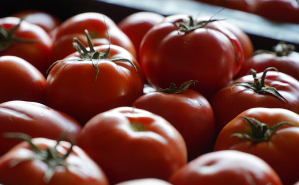 Tomates: le Maroc s’installe sur le podium mondial des exportateurs