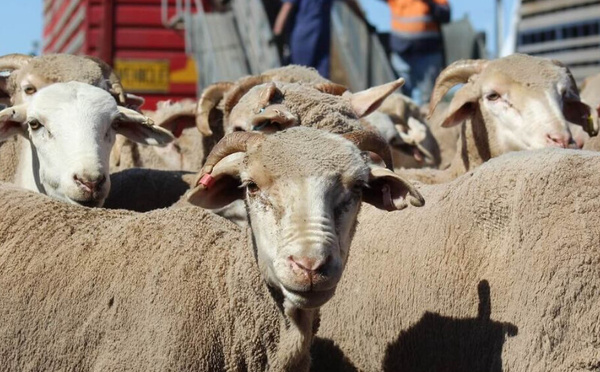 Le gouvernement débloque 6 milliards de dirhams pour soutenir directement les éleveurs de bétail