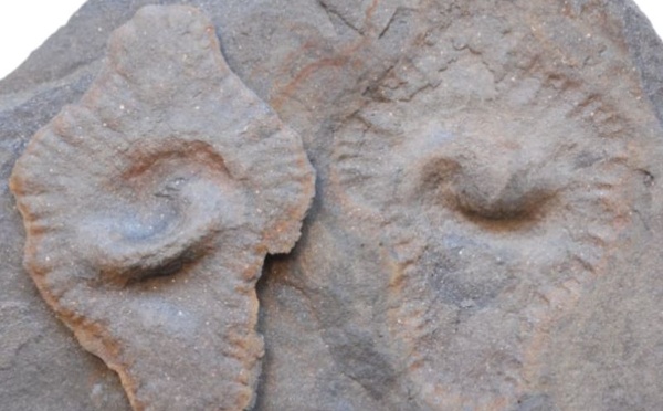 ​Inauguration d'une Exposition Internationale à l'Université Cadi Ayyad : un voyage à travers l'évolution de la vie