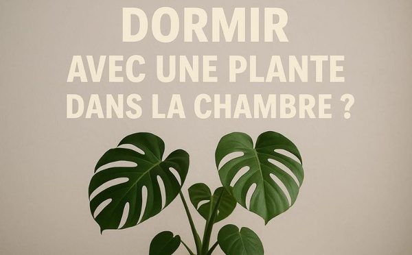 Dormir avec une plante dans la chambre : danger réel ou fausse croyance ?