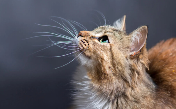 Pourquoi ton chat t’ignore… et te rend quand même heureux ?