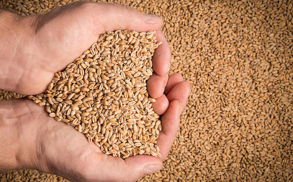 Le Maroc face à sa dépendance céréalière : une équation qui s’impose malgré les pluies