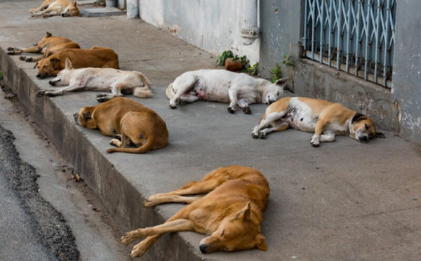 Chiens errants : 100 000 attaques et 33 morts de la rage en 2024 au Maroc