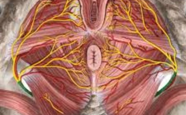 Quand un nerf discret transforme la douleur en enfer