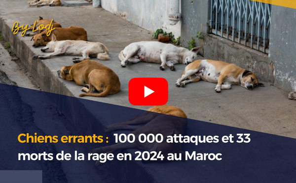 Chiens errants : 100 000 attaques et 33 morts de la rage en 2024 au Maroc