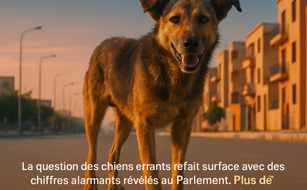 La question des chiens errants refait surface avec des chiffres alarmants