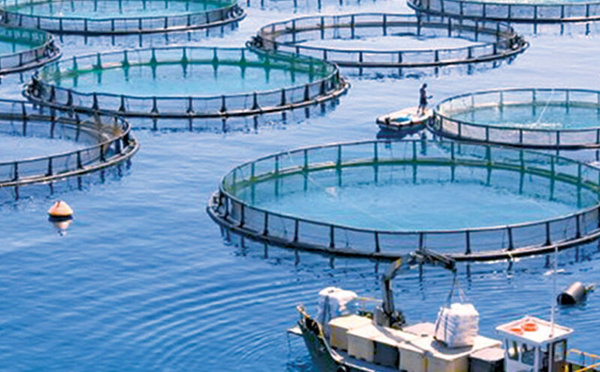 Aquaculture au Maroc : 1,76 MMDH Investis, 184 Projets Opérationnels et un Secteur en Quête de Maturité 