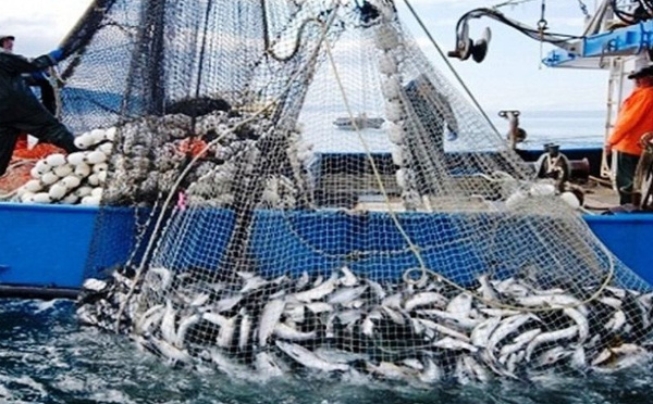 Économie bleue : l’Office national des pêches accélère la modernisation de la filière halieutique malgré le repli de l’activité