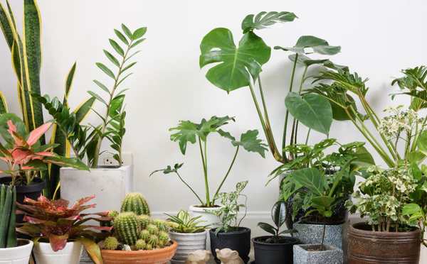 Plantes d’intérieur : comment arrêter le massacre et sauver vos feuilles ?