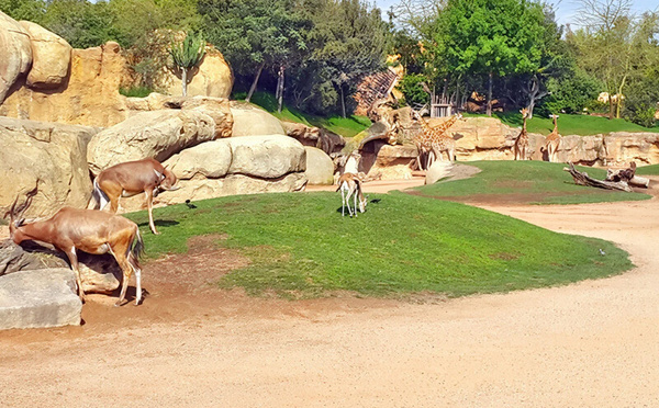 Casablanca : ouverture du zoo d’Aïn Sebaâ après la polémique sur les prix