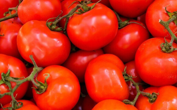 Tomate mondiale en 2024 : le Maroc s’impose par le rendement, la compétitivité et l’exportation